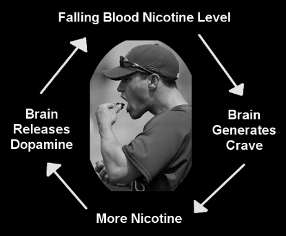 Baseball player putting smokeless tobacco in his mouth while caption shows cycle of dependency: urge, use, dopamine, satisfaction