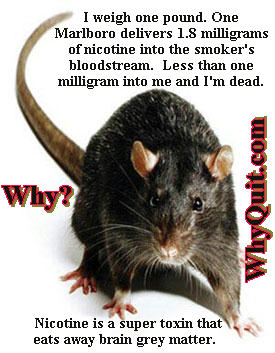 Just 1 milligram of nicotine can kill a one pound rat
