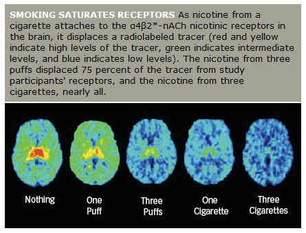 The effects of one, two and three puffs of nicotine on brain acetylcholine dopamine pathway receptors