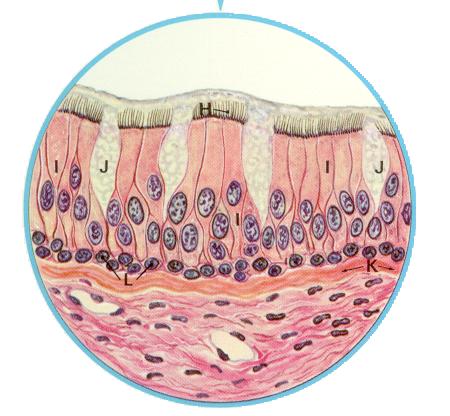 cilia lining the bronchus