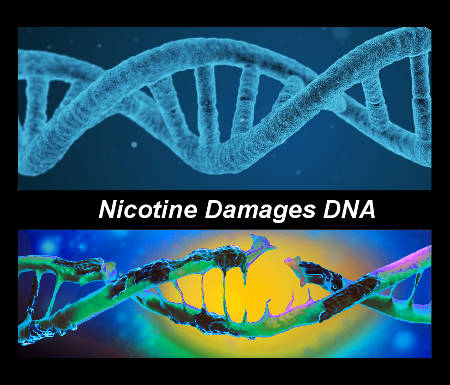 Image shows normal and damaged DNA