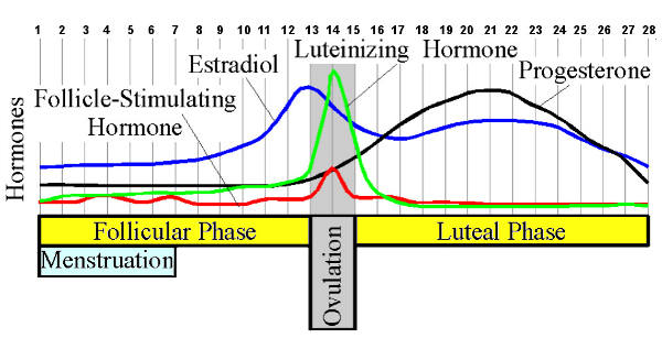 Chart showing the phases and hormones released during the menstrual cycle