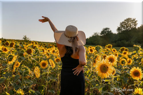 Woman standing in a field of sunflowers while rasing her hand.