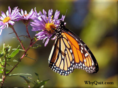 A monarch butterly on a flower