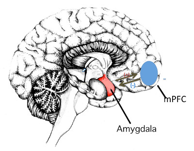 Drawing of the brain showing regions involved in extinction of conditioning during smoking and nicotine cessatioin.