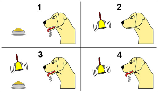 The four stages of classical conditioning
