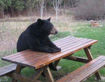 Bear waiting patiently for lunch a picnic table
