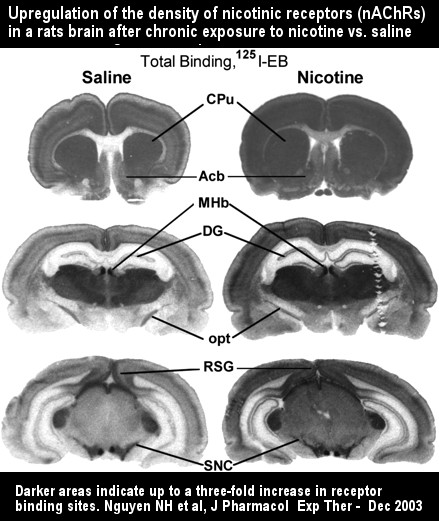 Upregulation of nicotinic receptors in a rats brain