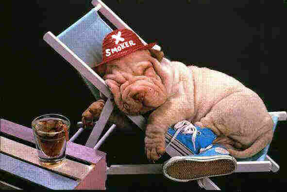 A dog wearing an ex-smoker hat while sleeping