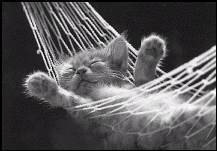 cat in hammock