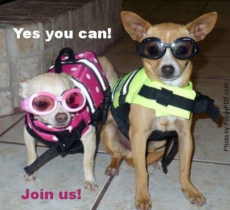 Two dogs ready for the pool in their life-jackets