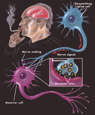 Nicotine traveling to the brain of a man and activating 