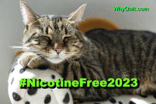 A sleeping tabby cat in a white catbed with black dots.  The caption reads '#NicotineFree2023