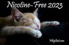 A photo of young light yellow and white cat sleeping with it's paws stretched on a black background.  The image is captioned Nicotine-Free 2023