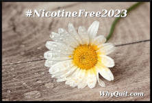 Photo of a white and yellow daisy laying on gray and white rings of a tree stump.  The image is captioned #NicotineFree2023 