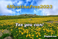 A large field of yellow daisyish flowers set against a rocky background touching light clouds in a blue sky.  the yellow lettered caption reads #NicotineFree2023 - Yes you can!