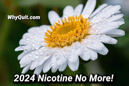 A white daisy with a yellow center captioned 2024 Nicotine No More!