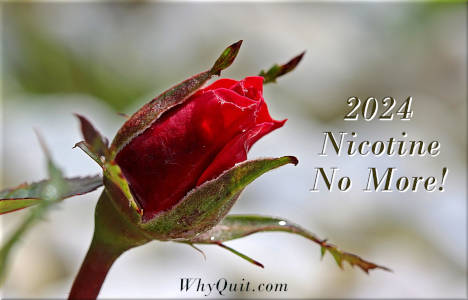Photo of a red rosebud titled 2024 Nicotine No More Rosebud
