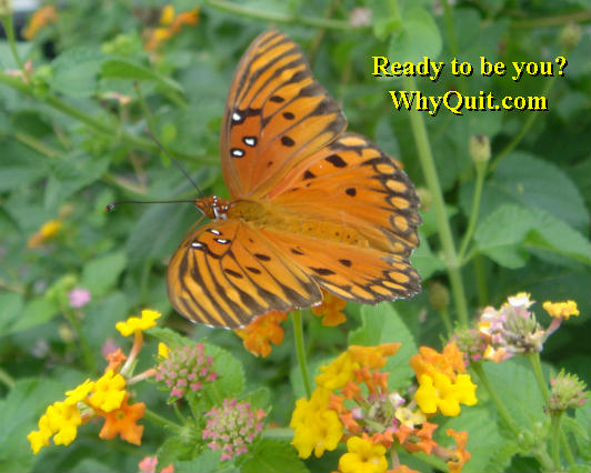 Butterfly - WhyQuit.com - Isn't it time for the real you to emerge, spread your wings and take flight?