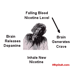 Animated gif showing the four steps of the nicotine dependency feeding cycle: crave, inhale nicotine, dopamine release, falling blood serum nicotine level.