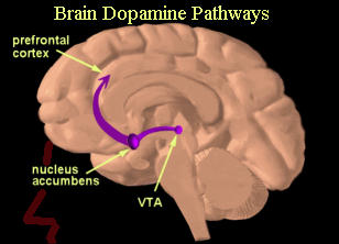 brain dopamine pathways