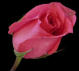 pink rosebud - imagine taken by John R. Polito - public domain - clipart