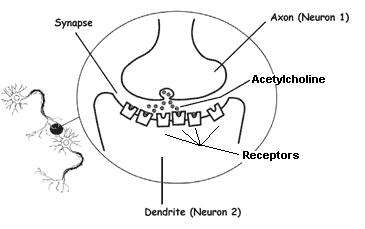 synapse