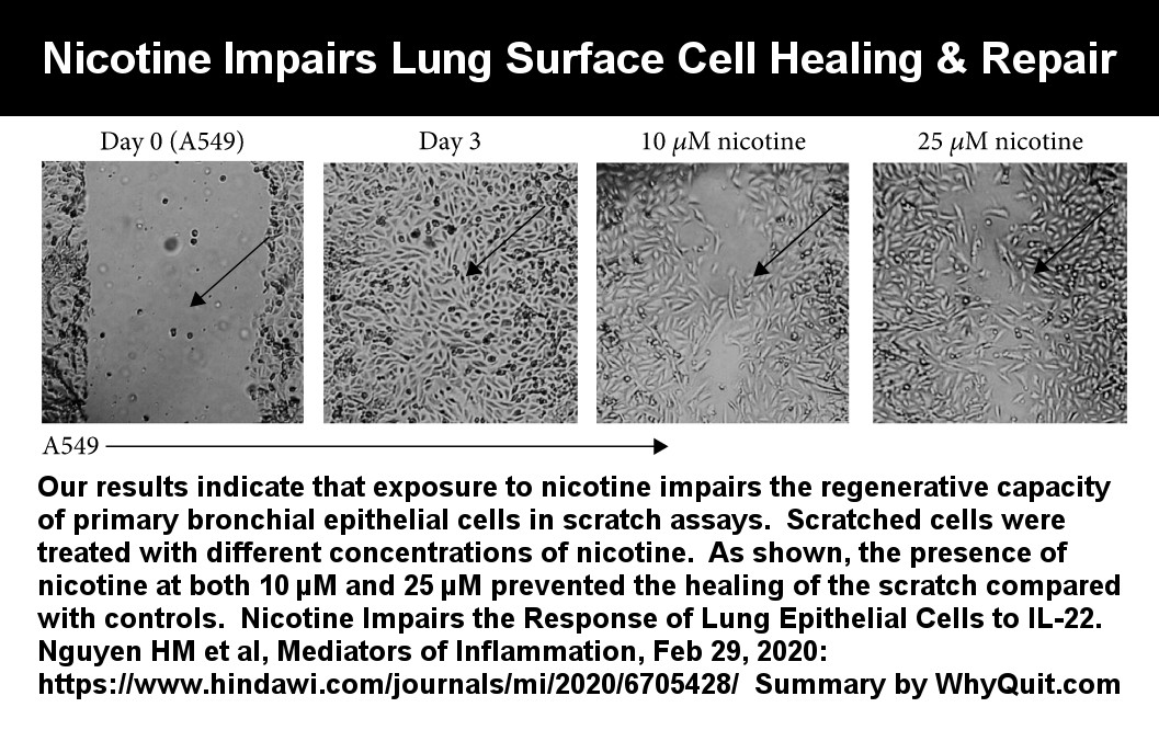 Nicotine impairs lung surface cell healing