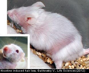 Click photo to read study review in which mice injected with nicotine lost 30 percent of hair within 24 months.