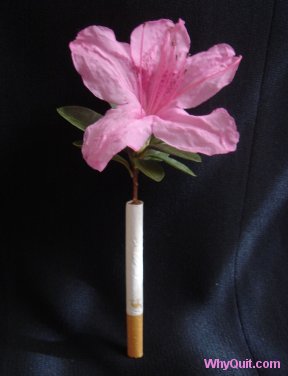 Spring is an excellent time to quit smoking and stop the self destruction of our body