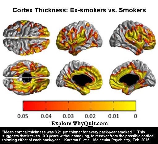 Photo from the Karama et al study showing the cerebral cortex of smokers versus ex-smokers.