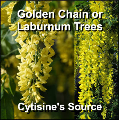 Photos of blooming golden chain flowers on laburnum trees capitoned Golden chain or laburnum trees, cytisine's source