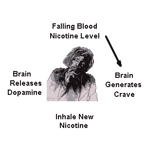 Nicotine dependency feeding cycle