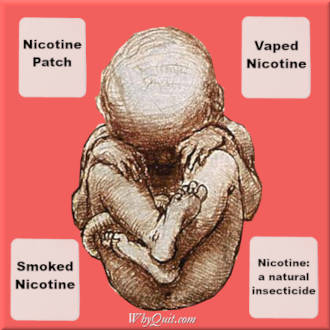 Sketch of a fetus surrounded by a nicotine patch, vaped nicotine, smoked nicotine and the message that nicotine is a natural insecticide.