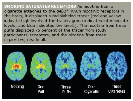 Bran scan showing the number of puffs of nicotine needed to activate and saturate brain dopamine pathway receptors