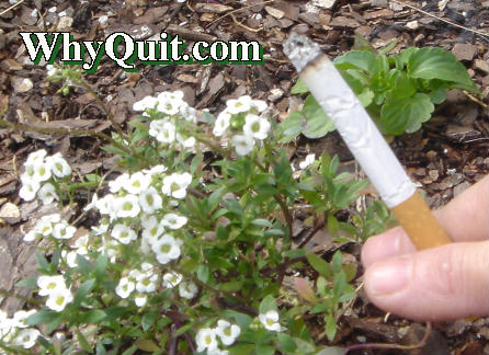 Spring is the perfect time to quit smoking and reclaim your mind and life