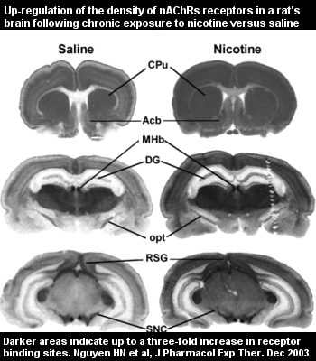 Three brain scan images showing up-regulation of acetylcholine receptors the brains of rats after chronic exposure to nicotine or saline.